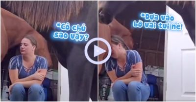 Clip: Thấy cô chủ khóc, ngựa nâu chạy đến vỗ về an ủi