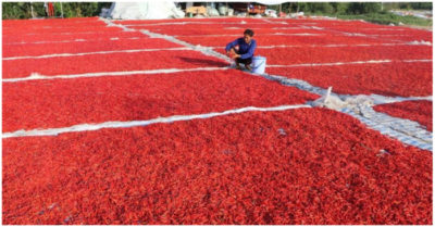 Ớt tươi Trung Quốc vào Việt Nam tồn dư thuốc sâu