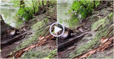 Video: Cá đua nhau nhảy lên bờ sau mưa