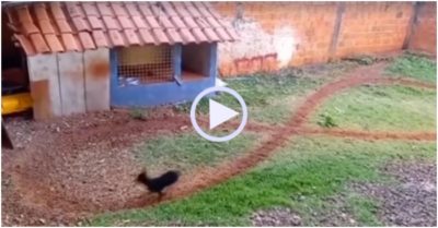 Video: Cún con tập chạy vòng số 8 điêu luyện