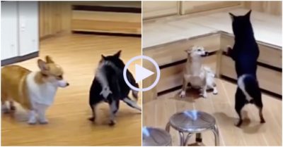 Video: Trêu bạn quá đà, cún cưng trượt chân ngã sõng soài