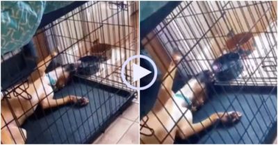 Video: Chú chó lười biếng vừa nằm vừa uống nước