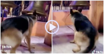 Video: Chó cưng nhún nhảy rung chuông với vẻ mặt hớn hở