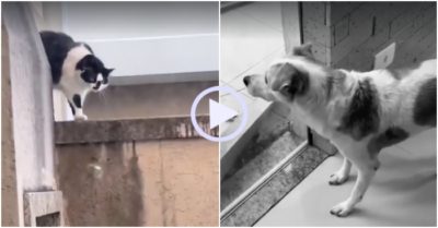 Video: Chó run rẩy khi thấy mèo hàng xóm nhe răng nhìn mình