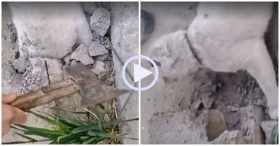 Video: Chui đầu vào ống bê tông mèo cưng được chủ giải cứu
