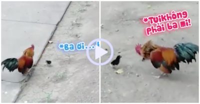 Video: Gà trống nổi quạu khi gà con lẽo đẽo đuổi theo nhận là bố
