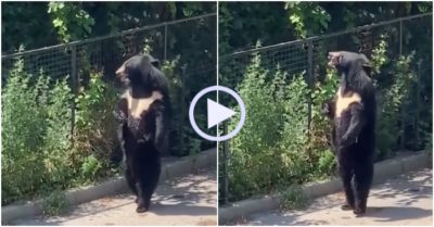 Video: Gấu đủng đỉnh đi dạo bằng hai chân ngắm cảnh