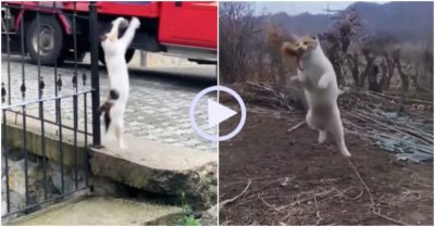 Video: Mèo tung cước bắt trúng con mồi