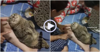 Video: Mèo khiến chủ bẽ mặt khi chơi trò chơi bất động