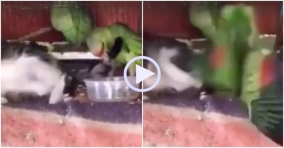Video: Nghịch đuôi mèo, vẹt bị đánh dúi dụi vào bát cơm