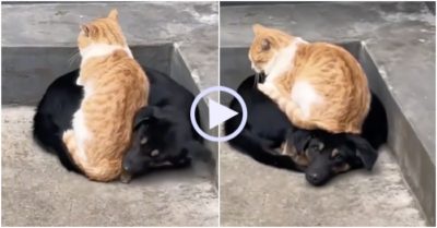 Video: Chó nằm im cho mèo ‘đè đầu cưỡi cổ’