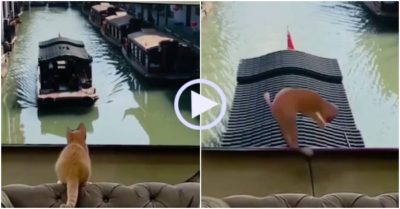 Video: Mèo bị sang chấn tâm lý vì nhảy lên thuyền trong tivi