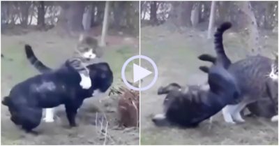 Video: Mèo tung đòn ôm cổ khiến chó đen bật ngửa về phía sau