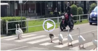 Video: Đàn ngỗng đủng đỉnh nối đuôi nhau sang đường