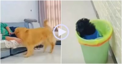 Video: Đang chơi đùa cùng chủ cún con ngỡ ngàng khi bị vứt vào thùng rác