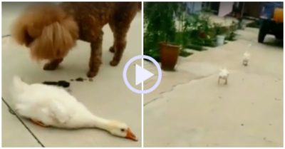 Video: Vịt án binh bất động qua mặt cún cưng