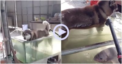 Clip: Chủ nhà đứng hình khi thấy chó Husky nhảy vào bể cá cảnh tắm