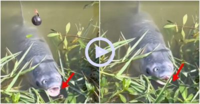 Clip: Cần thủ phát bực khi thấy cá “lạnh lùng” trước mồi câu