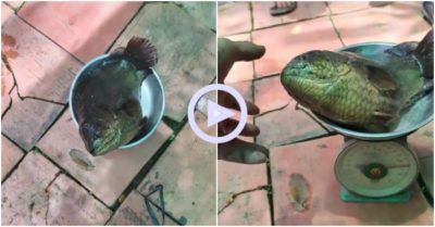 Clip: May mắn câu được cá rô khủng thanh niên chỉ biết than trời