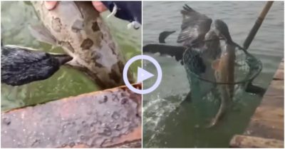Clip: Ngư dân bắt cá bằng chim cốc