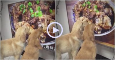 Clip: Hai chú chó rủ nhau ăn đùi gà trên tivi