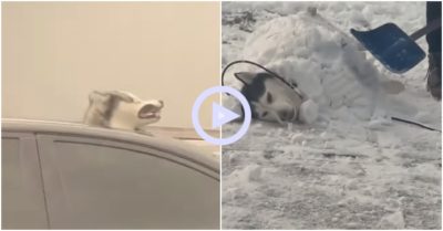 Clip: Khi những chú chó bật chế độ tấu hài