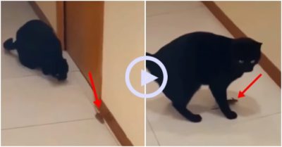 Clip: Chuột nín thở trốn dưới chân mèo
