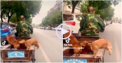 Clip: Chó cưng hồ hởi đạp xe giúp chủ