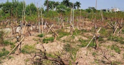 Hàng chục nghìn gốc đào Tết ở làng hoa Thái Bình bỗng chết rũ trên đồng