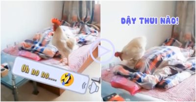 Clip: Gà trống vào tận phòng đánh thức cậu chủ