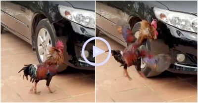 Clip: Gà trống mổ xước cả xế hộp khi đánh nhau với bản sao