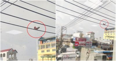 Gà trống bay lên dây điện ngồi ngắm phố phường