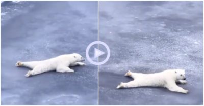 Clip: Gấu Bắc Cực nằm bò qua lớp băng mỏng và thông điệp gửi đến con người