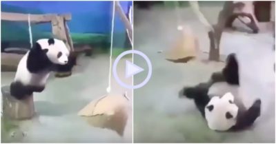 Clip: Vụng về, gấu trúc bị ngã lăn kềnh khi chơi xích đu