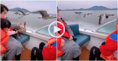 Clip: Lười bay, ngỗng trời xin quá giang thuyền du khách