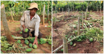 Tin tức sáng 10/11: Vườn đu đủ sắp thu hoạch bị chặt phá không thương tiếc; Tai nạn giữa xe khách và xe tải, 15 người thương vong