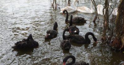 Đàn thiên nga giá hàng trăm triệu nuôi ở hồ Thiền Quang chết một nửa