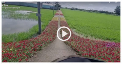Video: Tài xế áp lực khi đi trên đường hẹp trải hoa