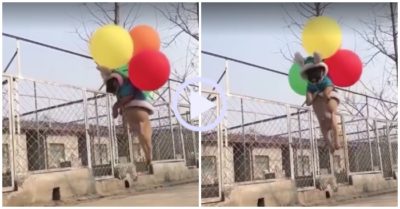 Video: Cún con ngơ ngác khi bị bóng bay kéo lên trời