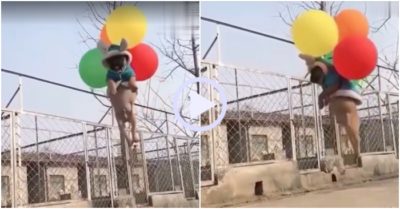 Video: Bị bóng bay kéo lên trời, cún con ngơ ngác nhìn xung quanh cầu cứu