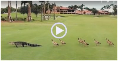 Video: Cá sấu được đàn vịt hộ tống ra khỏi sân golf