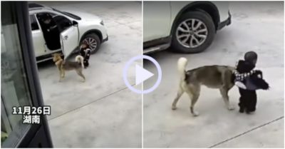 Video: Chó cưng đẩy em bé ra xa ôtô sắp di chuyển