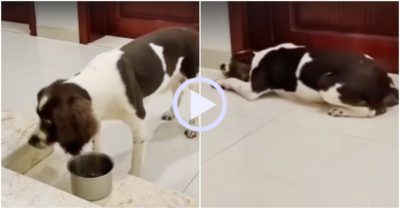 Video: Chú chó giận dữ vì cô chủ lén đi chơi