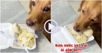 Video: Nhặt bánh giúp chủ, chó cưng cố tình để được ăn hết hộp bánh bao