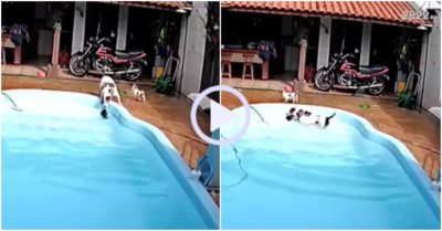 Video: Thấy con rơi xuống nước, chó mẹ vội vàng lao ra cứu