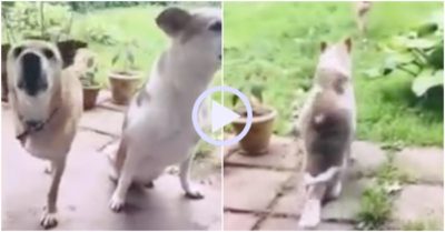Video: Nghị lực sống phi thường của hai chú chó cụt chân