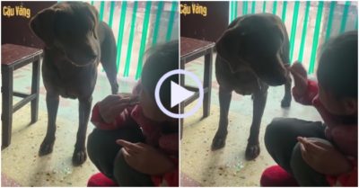 Video: Cún cưng chảy nước miếng vì thèm ăn khoai