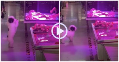 Video: Chó đứng bằng hai chân nhún nhảy để xin thịt