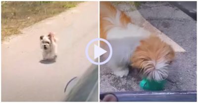 Video: Bị bỏ rơi, cún con chạy theo ô tô để cầu cứu