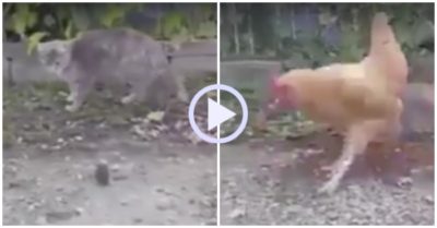 Video: Mèo ngơ ngác vì bị gà cướp mất con mồi